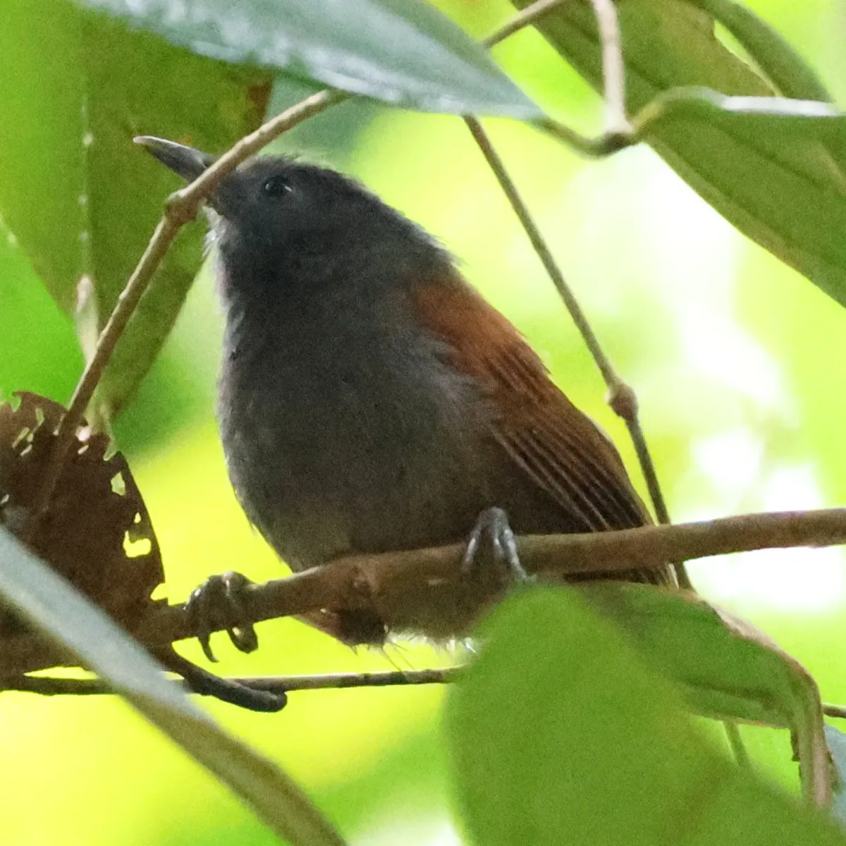 File:Cyanoderma bicolor - Huey - 585675670.jpeg