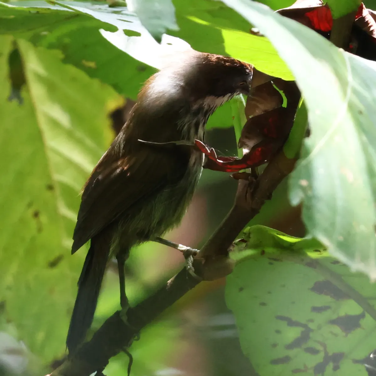 File:Mixornis bornensis - Huey - 582539890.jpeg