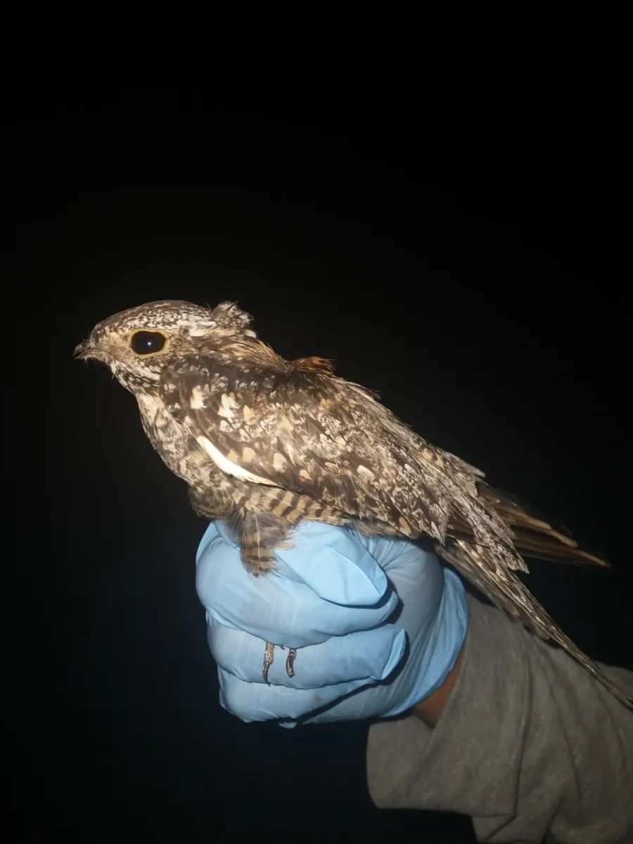 File:Antrostomus badius 138414880.jpg