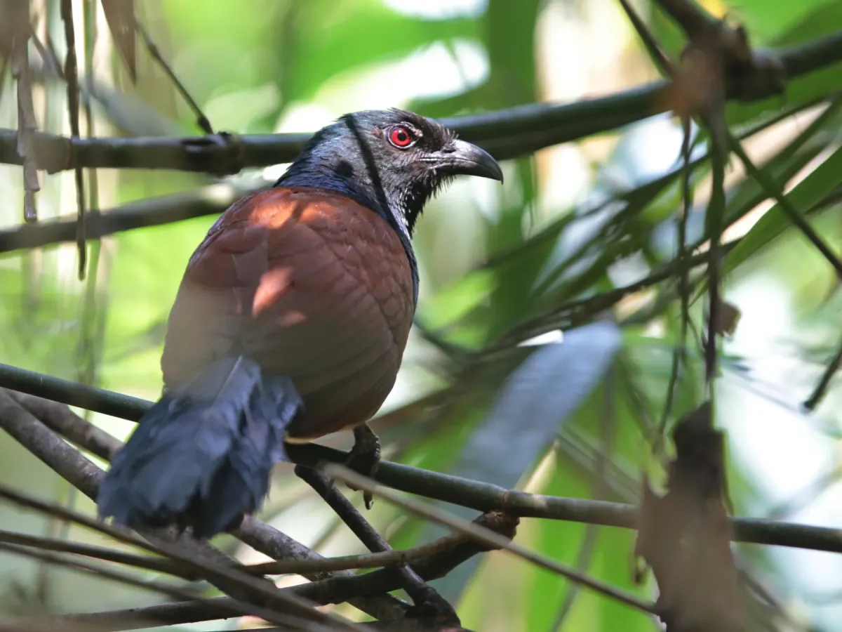 File:Short-toed Coucal (Centropus rectunguis).jpg
