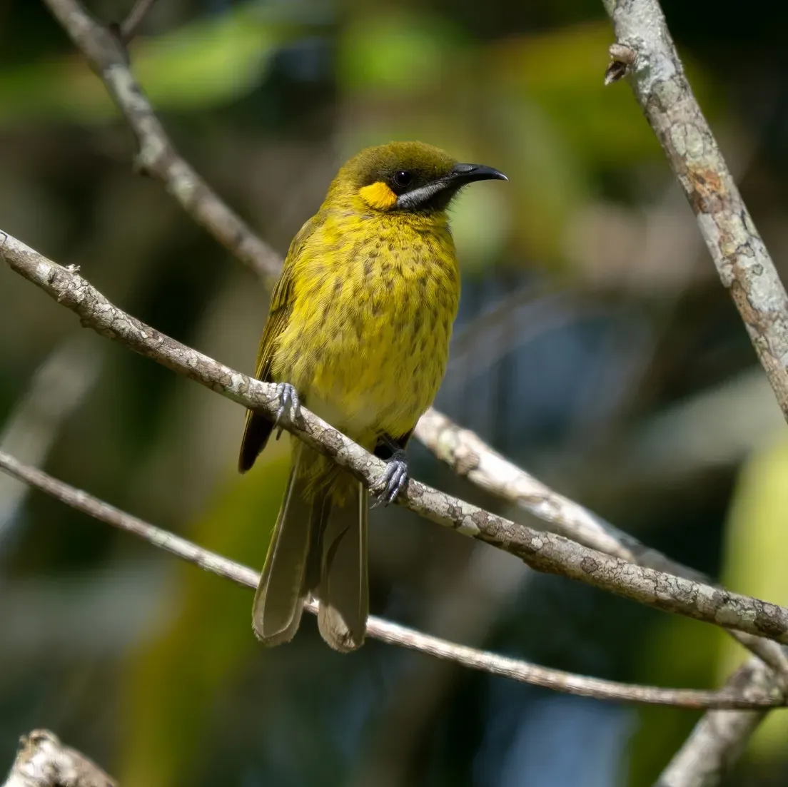 File:Lichmera flavicans - James Eaton - 577606134 (cropped).jpeg