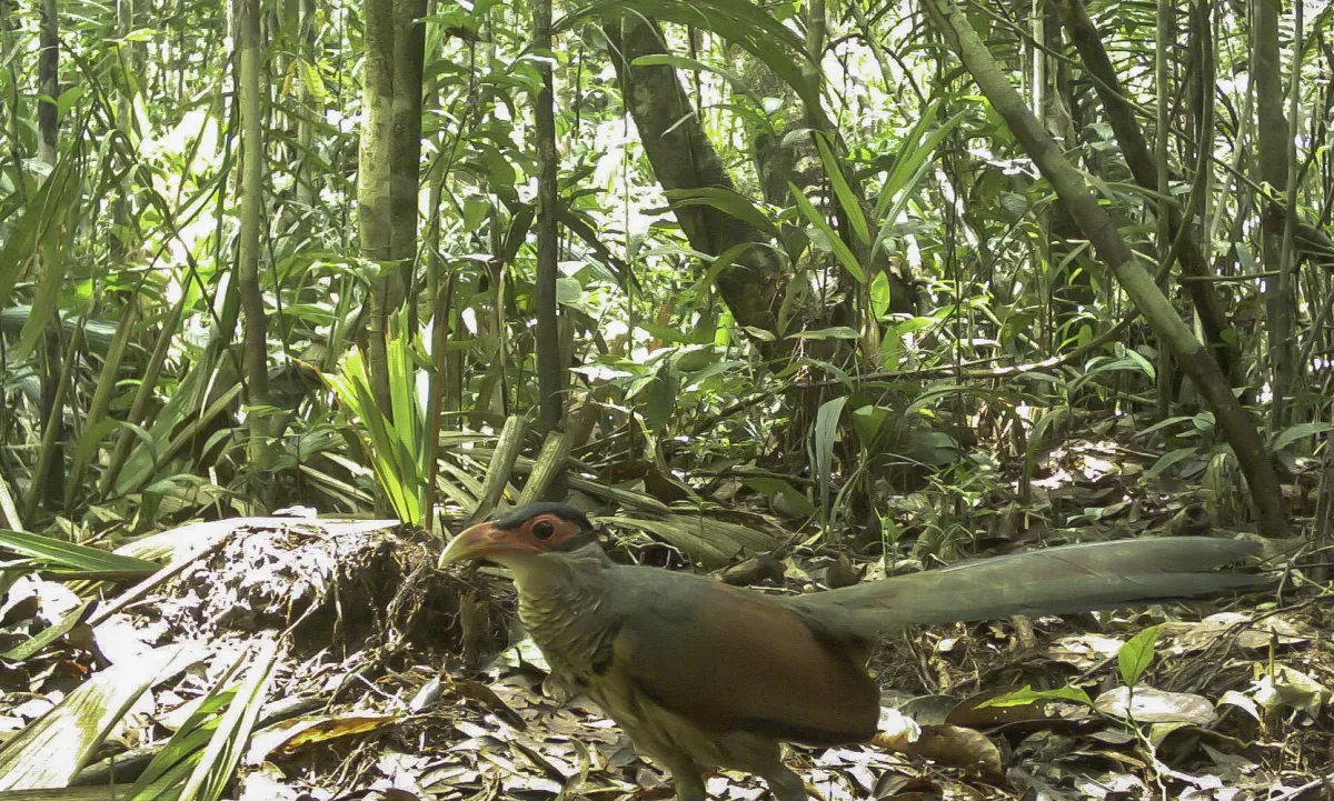 File:Red-billed ground cuckoo (Neomorphus pucheranii).jpg
