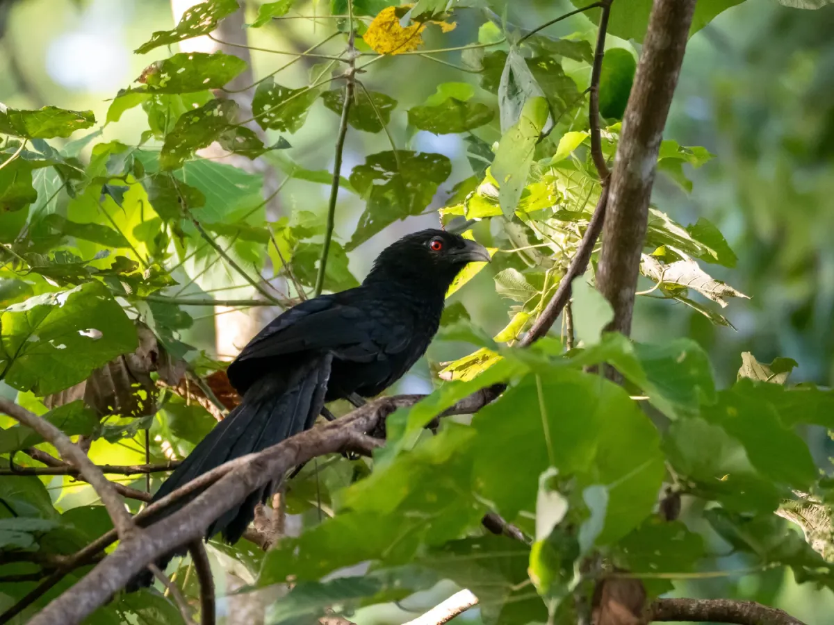 File:Greater Black Coucal.Ivory-billed Coucal (Centropus menbeki).jpg