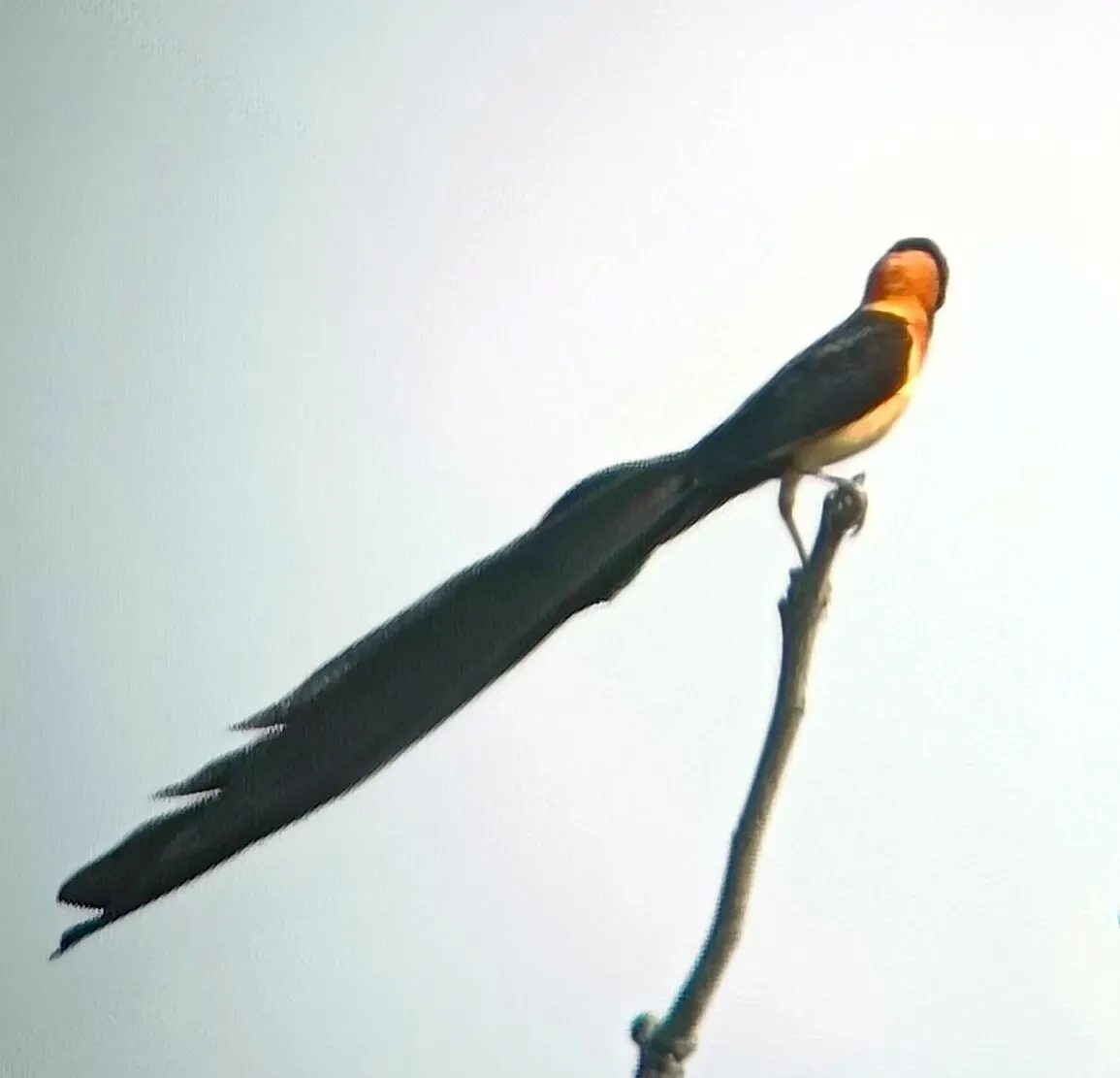 File:Exclamatory Paradise Whydah (Vidua interjecta), Niani, Gambia 1.jpg