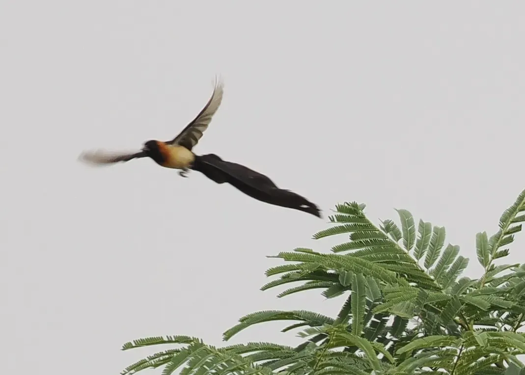 File:Exclamatory Paradise Whydah (Vidua interjecta), Illiassa, Gambia 2.jpg