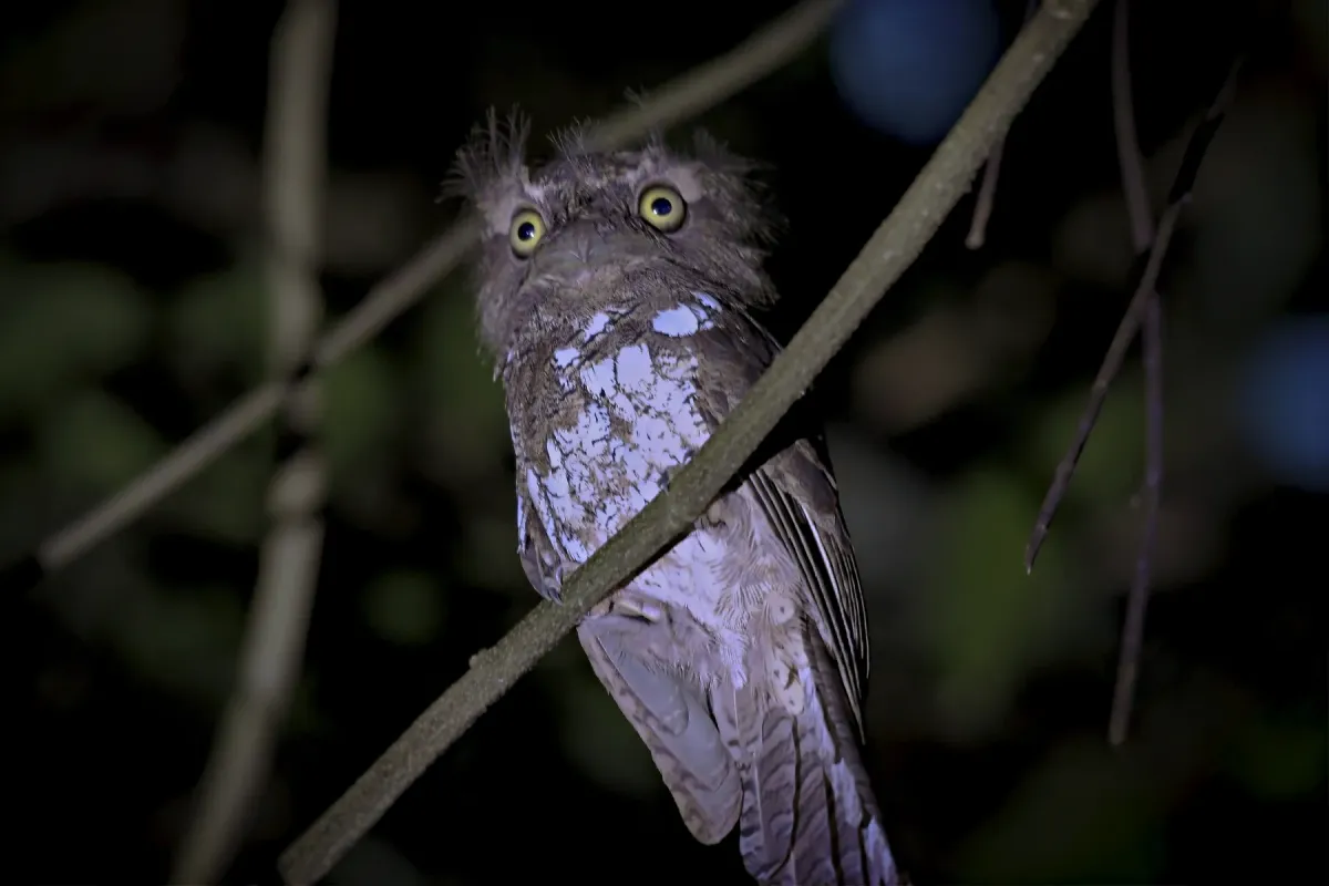 File:Palawan Frogmouth (Batrachostomus chaseni).jpg