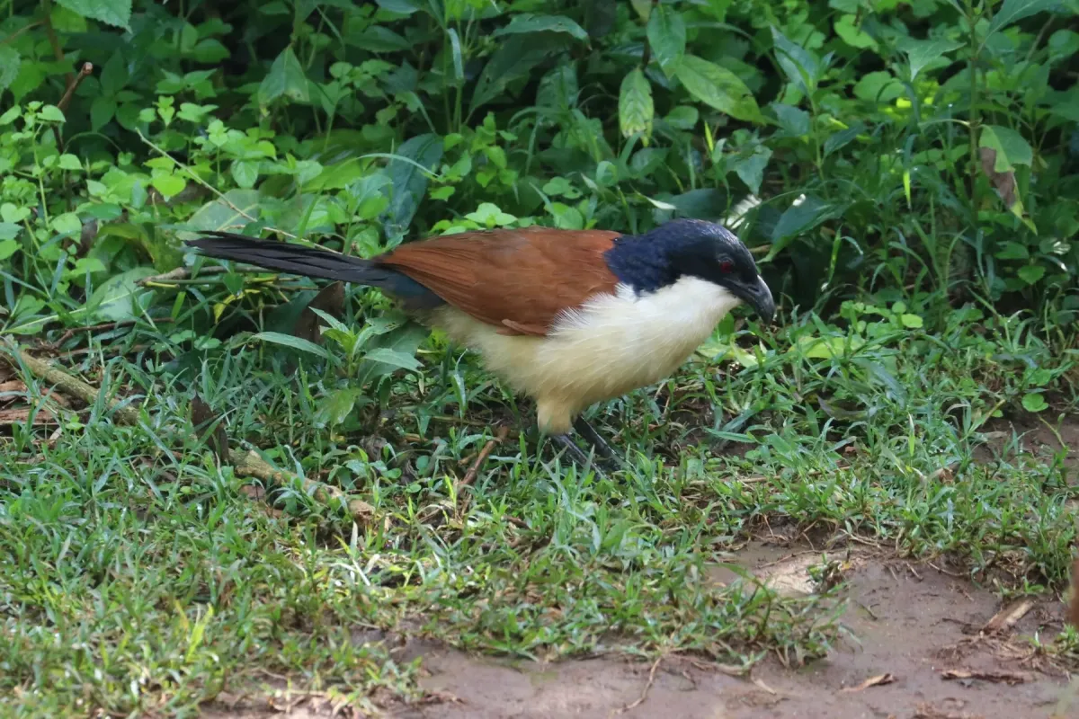 File:Blue-headed coucal (Centropus monachus).jpg
