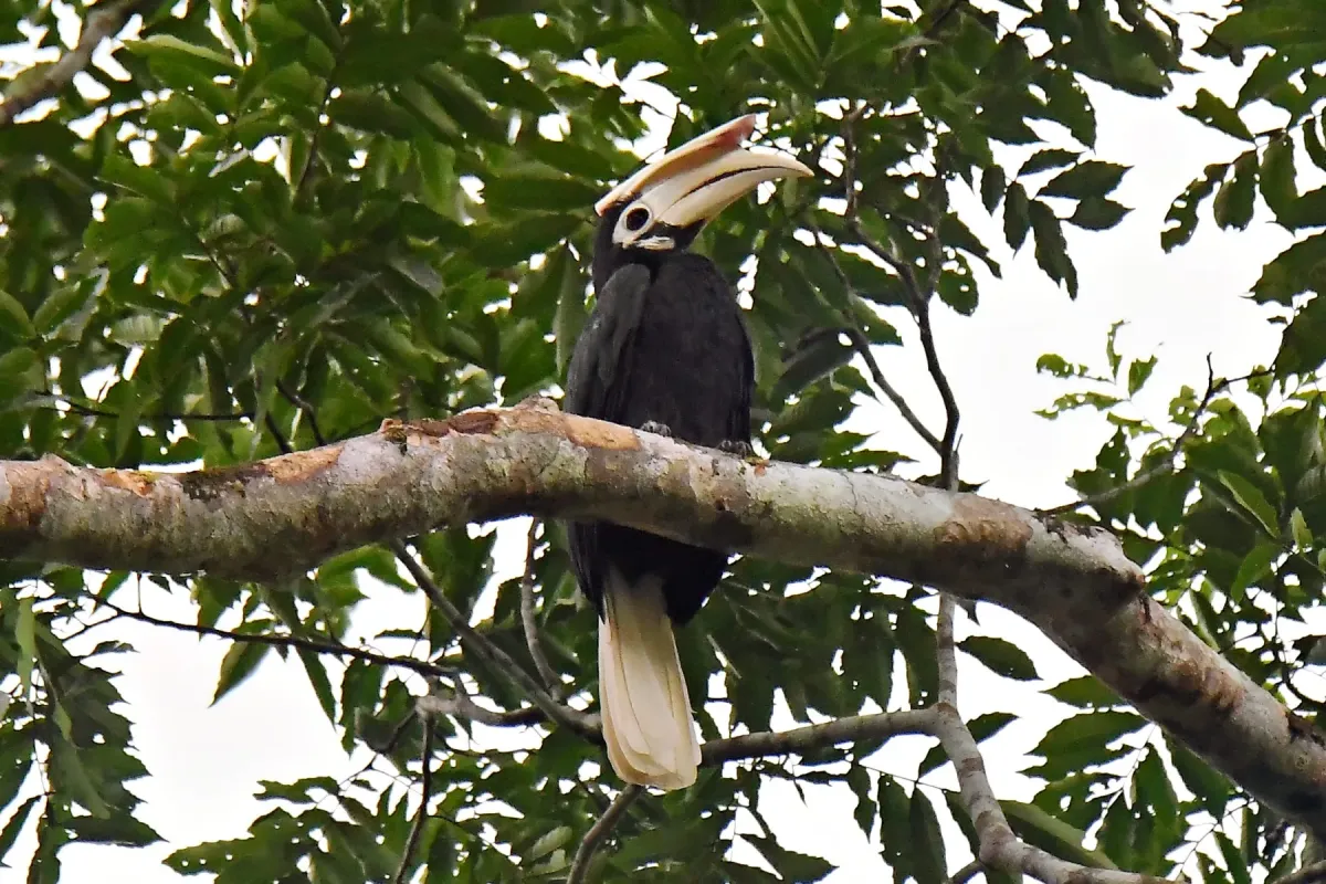File:Palawan Hornbill of the Philippines - Anthracoceros marchei.jpg