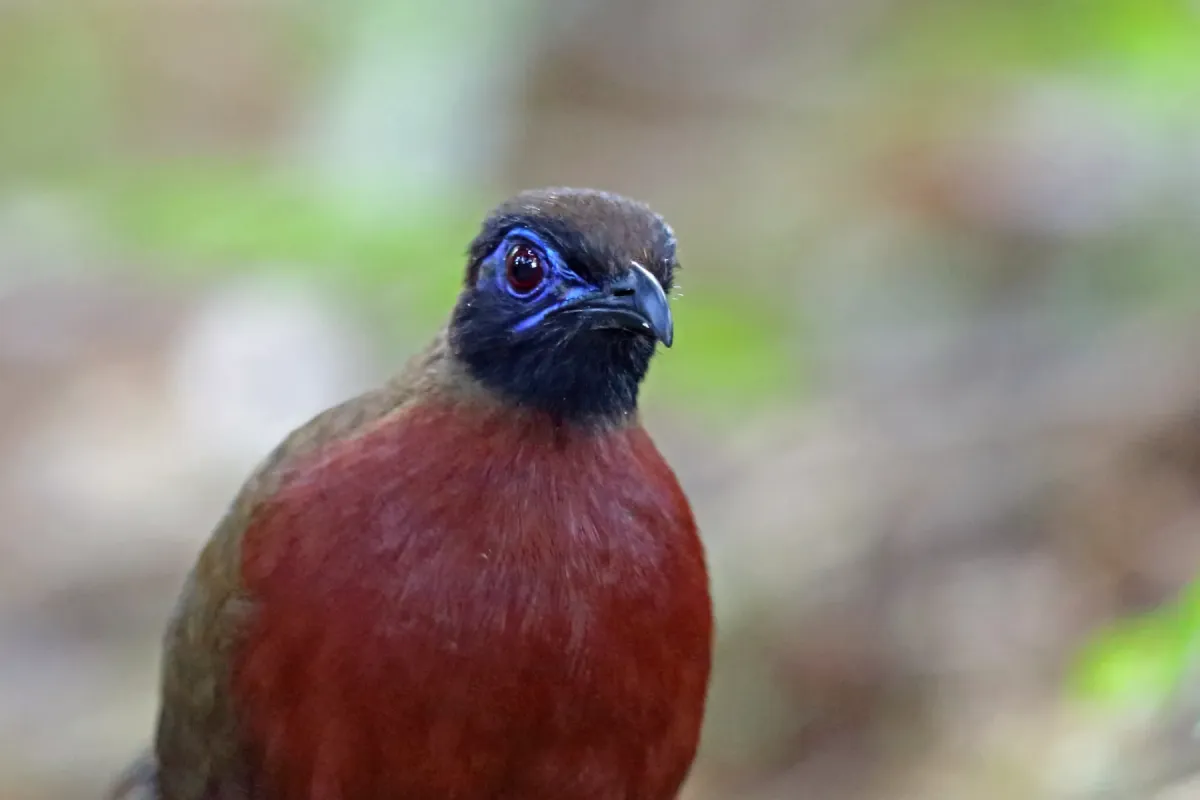 File:Red-breasted coua (Coua serriana).jpg