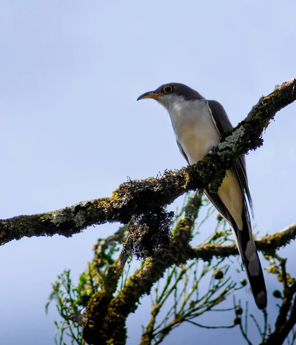 File:Pearly-breasted cuckoo (Coccyzus euleri).jpg