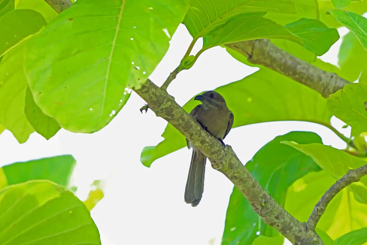 File:Dwarf koel (Microdynamis parva).jpg