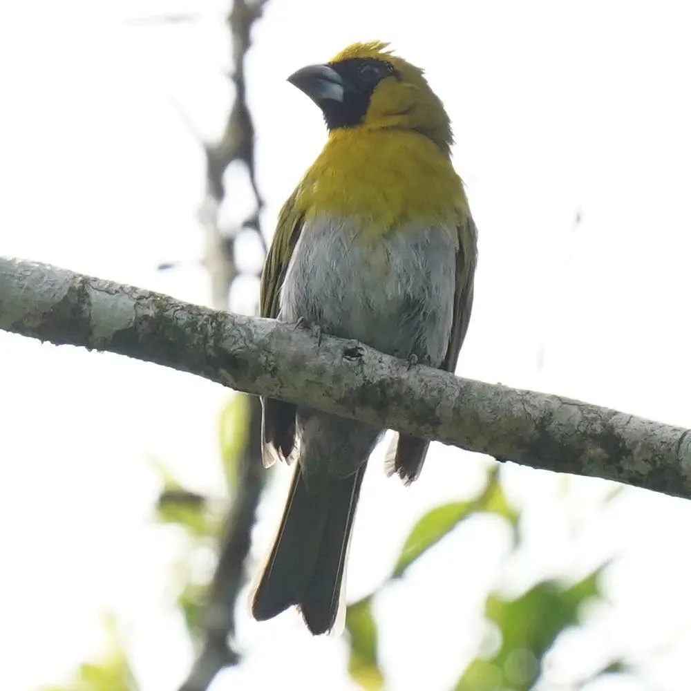 File:Caryothraustes poliogaster 302566177.jpg