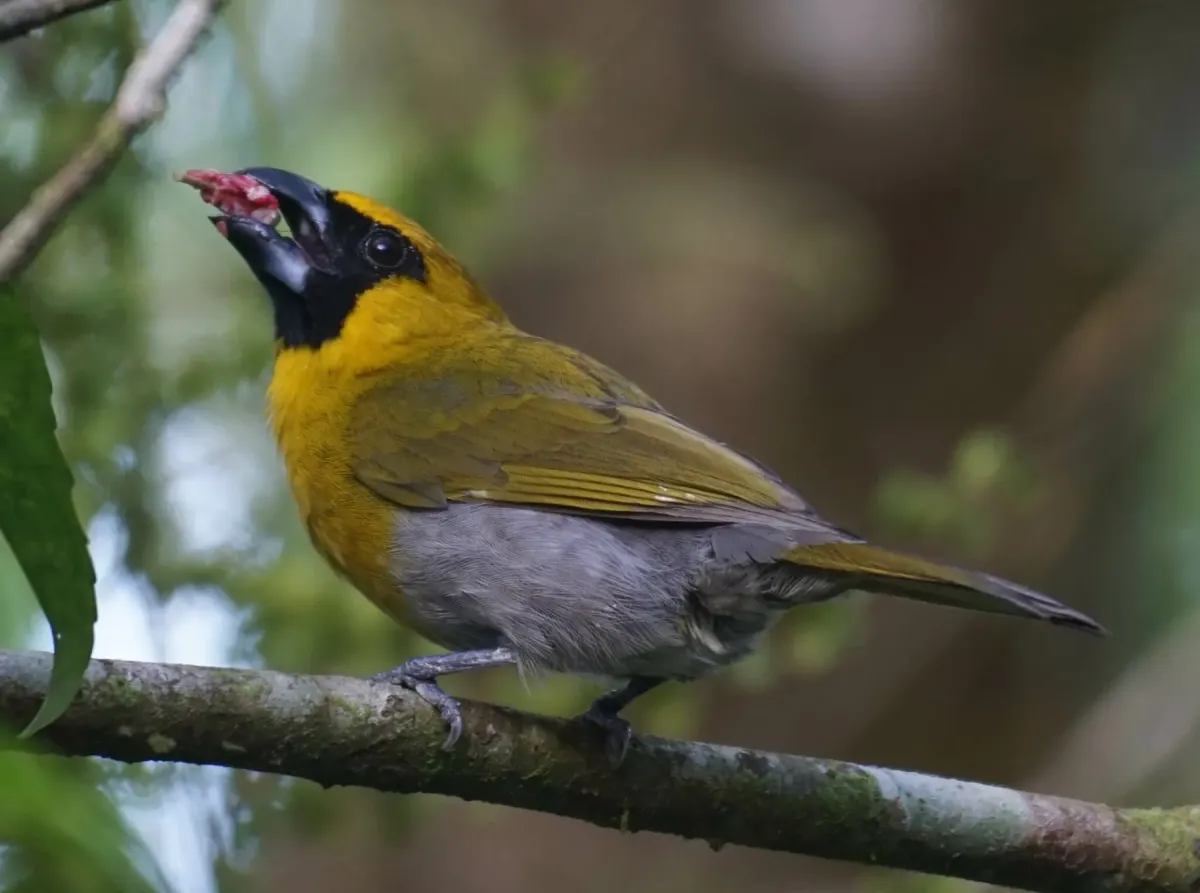 File:Caryothraustes poliogaster 264257598.jpg