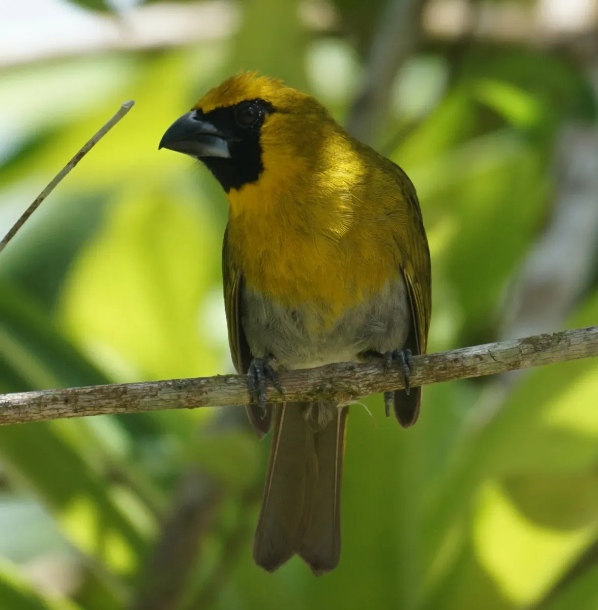 File:Caryothraustes poliogaster 264186149.jpg