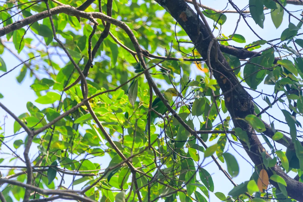 File:Yellow-throated Leafbird (Chloropsis palawanensis).jpg