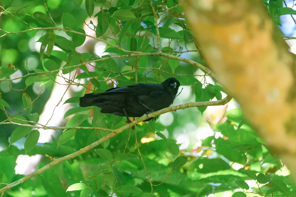 File:Palawan Crow (Corvus pusillus) Palawan2025.jpg