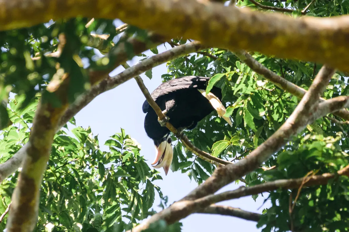 File:Palawan Hornbill (Anthracoceros marchei).jpg