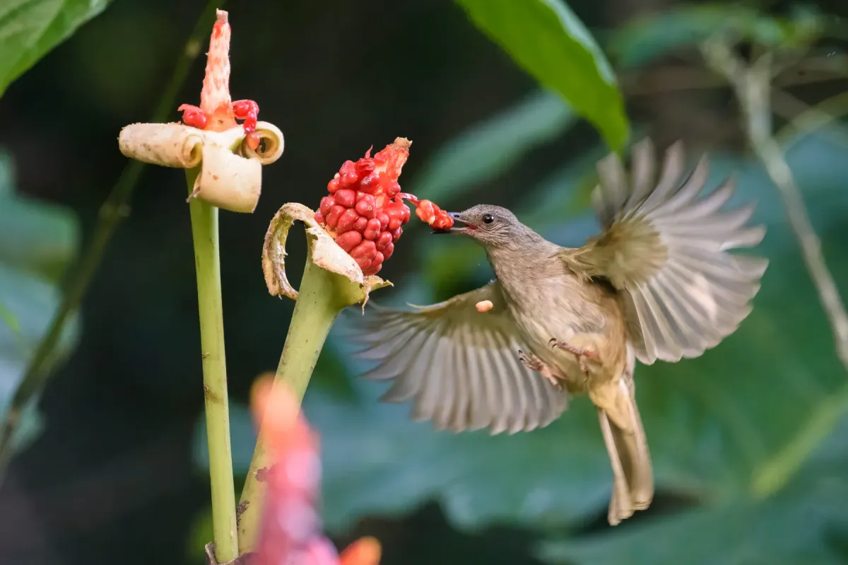 File:Ashy-fronted Bulbul (Pycnonotus cinereifrons) Palawan2025 02.jpg