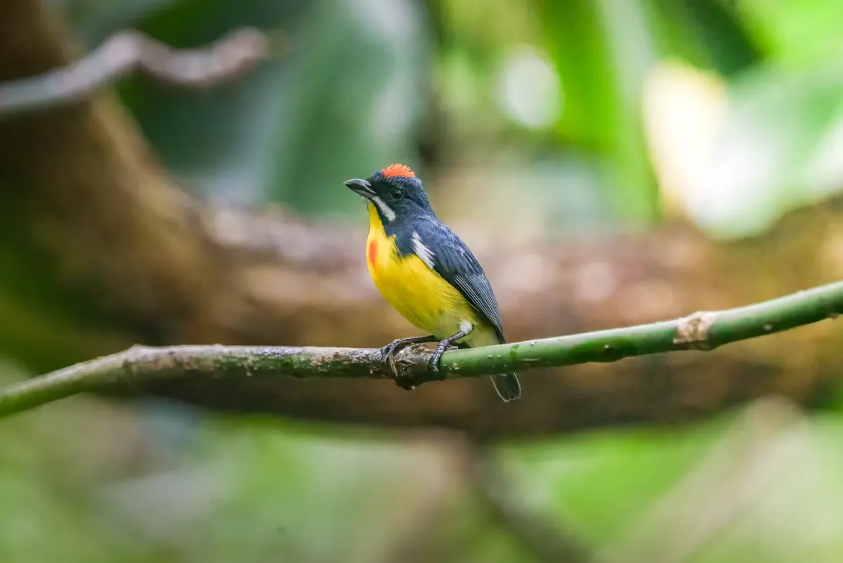 File:Palawan Flowerpecker (Prionochilus plateni) Palawan2025.jpg