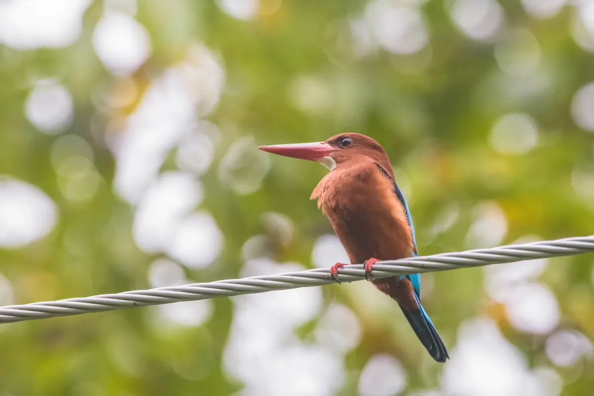 File:Brown-breasted Kingfisher (Halcyon gularis) 02.jpg