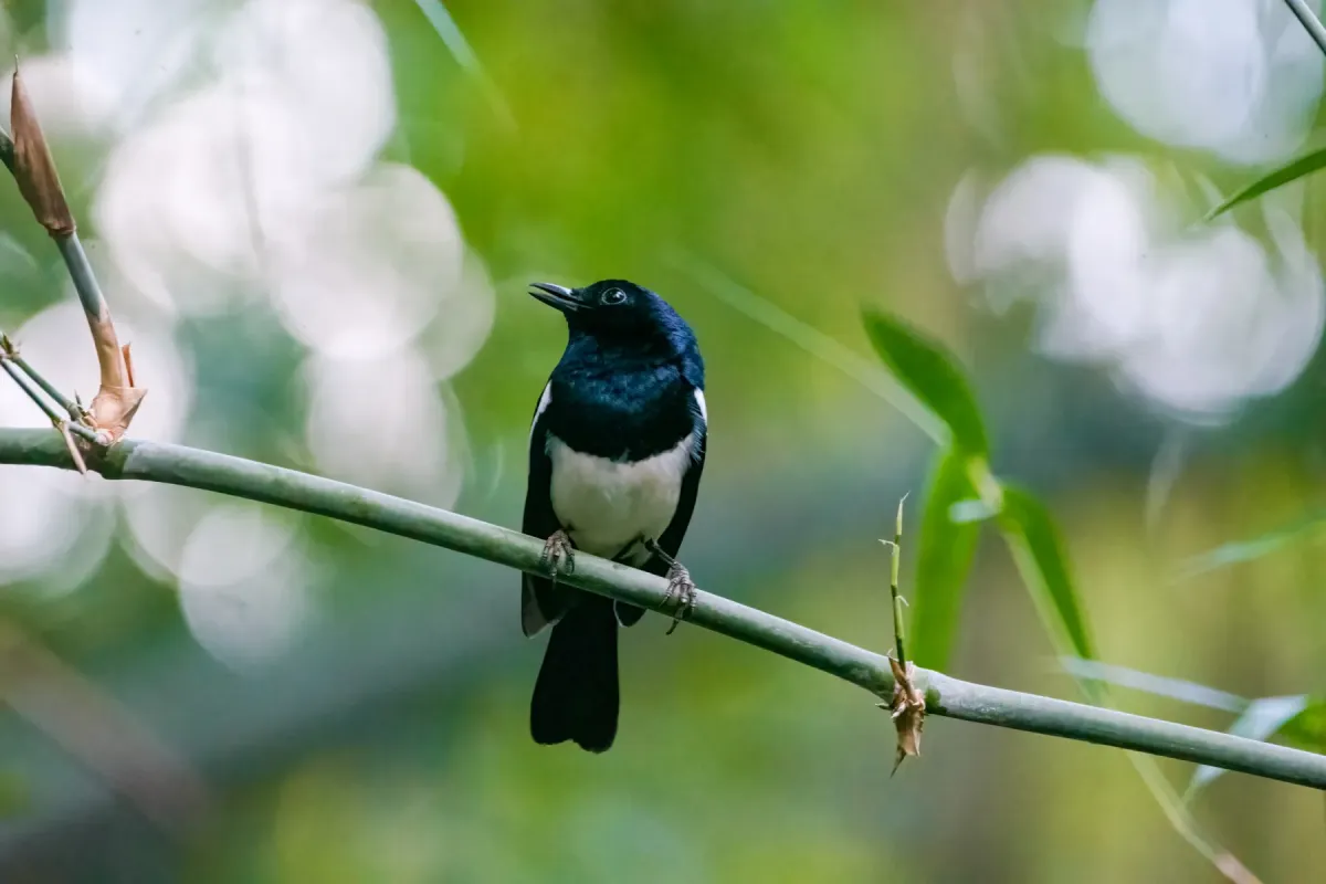 File:Philippine Magpie-Robin (Copsychus mindanensis) 03.jpg