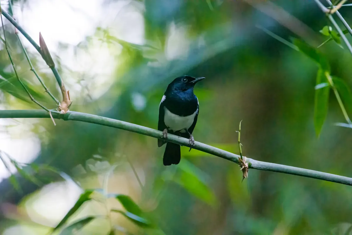 File:Philippine Magpie-Robin (Copsychus mindanensis) 02.jpg
