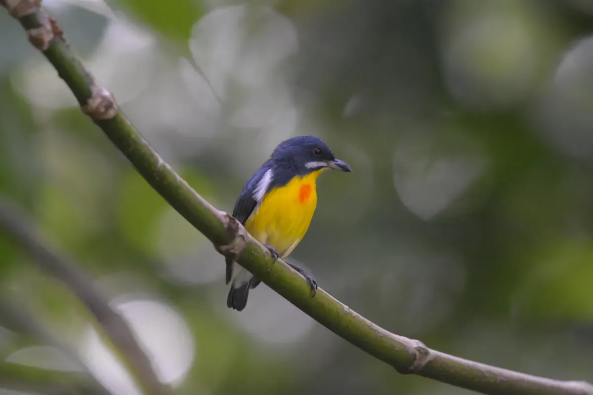 File:Palawan flowerpecker (Prionochilus plateni).jpg