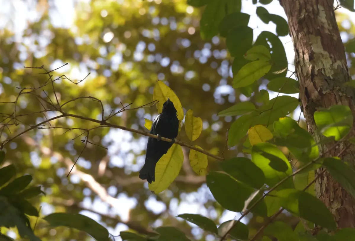 File:Palawan Drongo (Dicrurus palawanensis).jpg