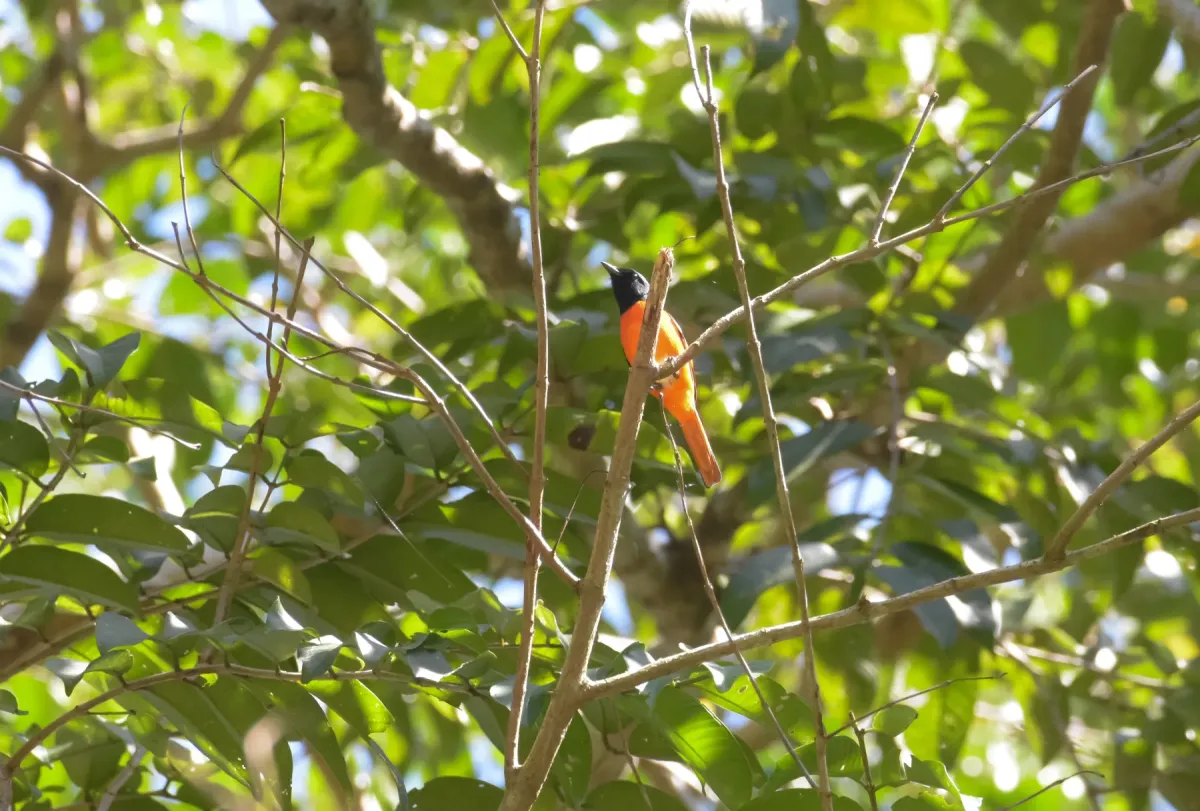 File:Fiery minivet (Pericrocotus igneus).jpg