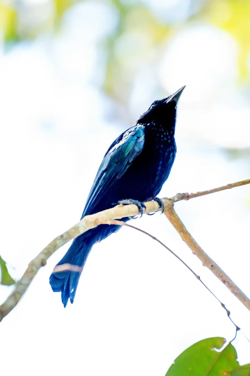 File:VIN 1968 Balicassiao (Dicrurus balicassius).jpg