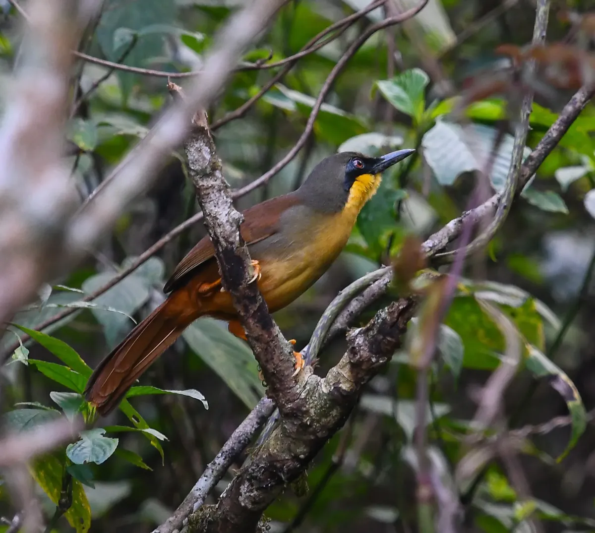 File:Pterorhinus gularis - Rejoice Gassah - 428914942.jpeg