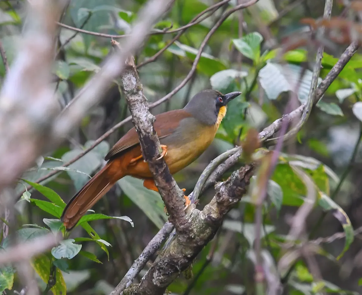 File:Pterorhinus gularis - Rejoice Gassah - 428914946.jpeg