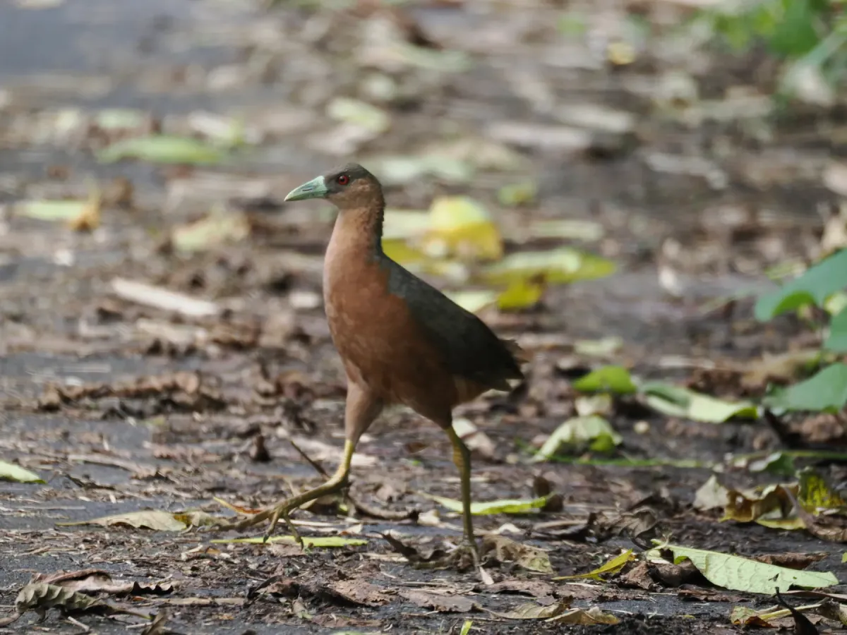 File:Isabelline bush-hen (Amaurornis isabellina) - 01.jpg