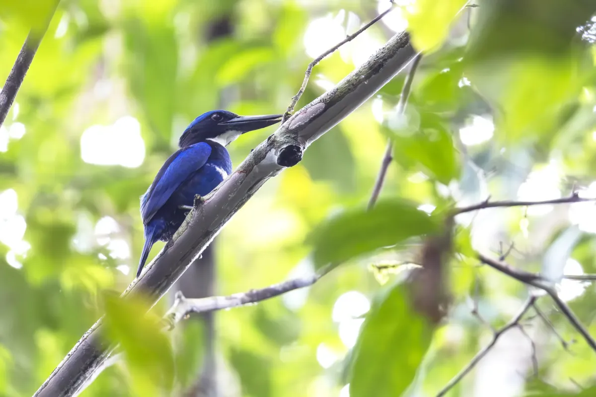 File:Blue-black kingfisher (Todiramphus nigrocyaneus) 02.jpg