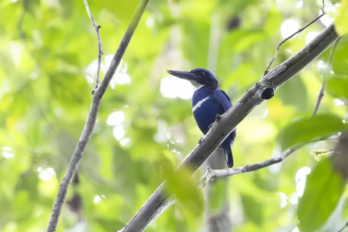 File:Blue-black kingfisher (Todiramphus nigrocyaneus) 01.jpg