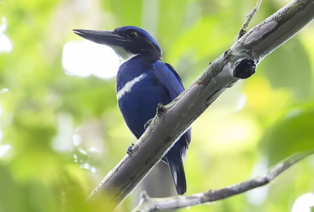 File:Blue-black kingfisher (Todiramphus nigrocyaneus) (cropped).jpg