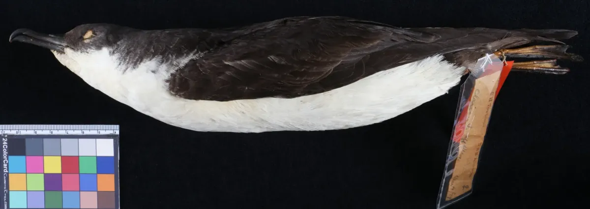 File:Puffinus auricularis USNM 117540.jpg