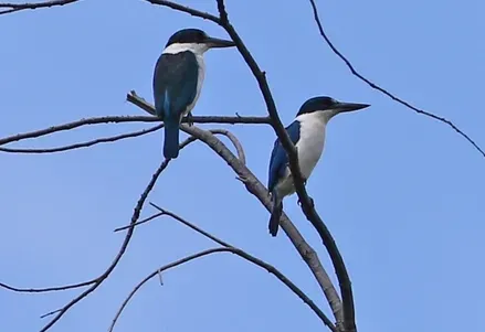File:Talaud kingfisher (Todiramphus enigma) (cropped).jpg