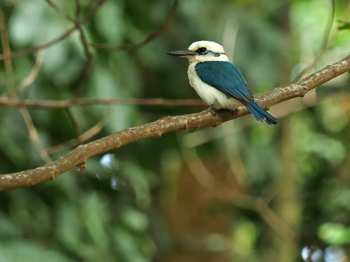 File:Chattering kingfisher (Todiramphus tutus) 03.jpg