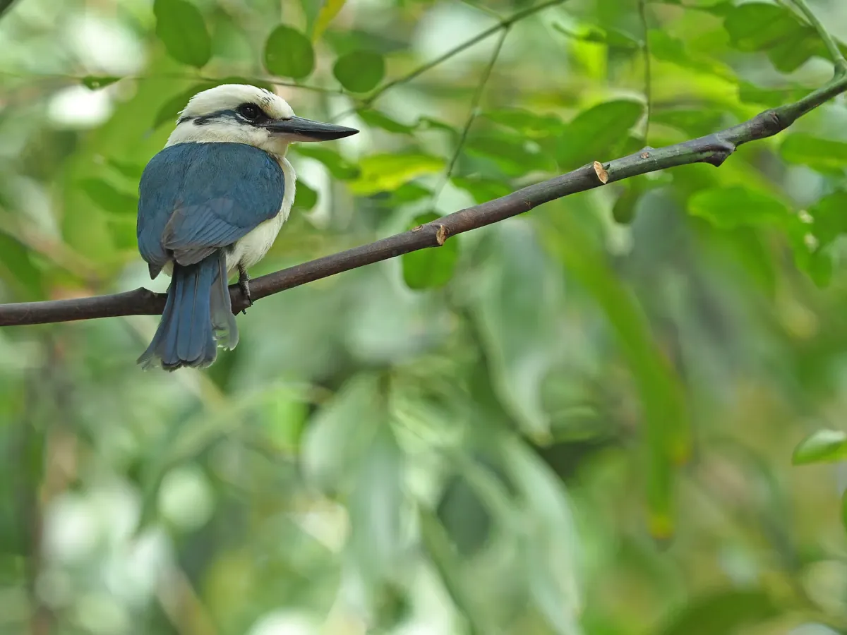 File:Chattering kingfisher (Todiramphus tutus) 02.jpg