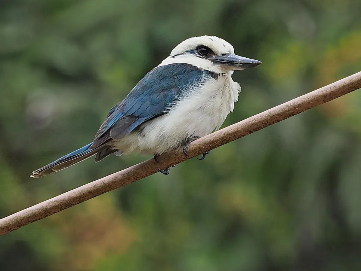 File:Chattering kingfisher (Todiramphus tutus) 01 (cropped).jpg