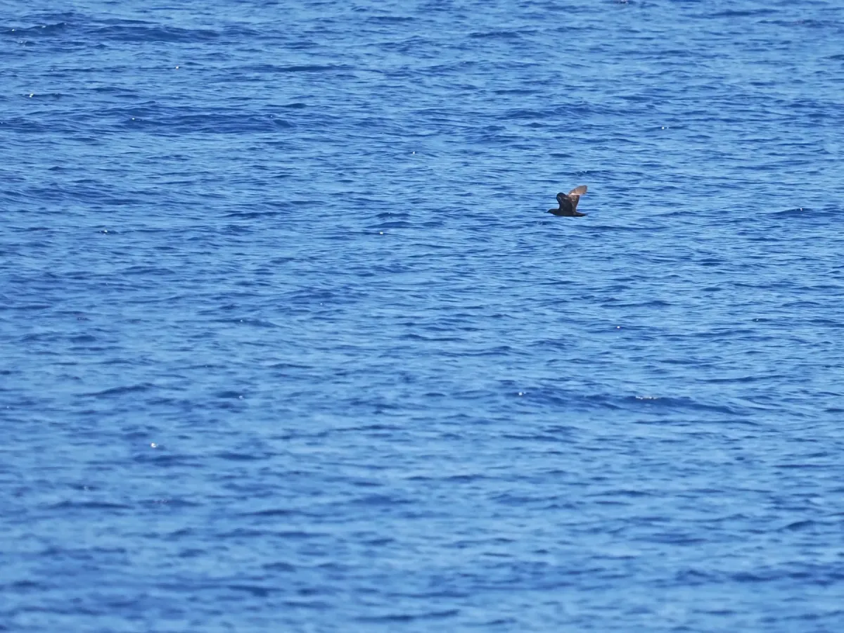 File:Heinroth's shearwater (Puffinus heinrothi).jpg