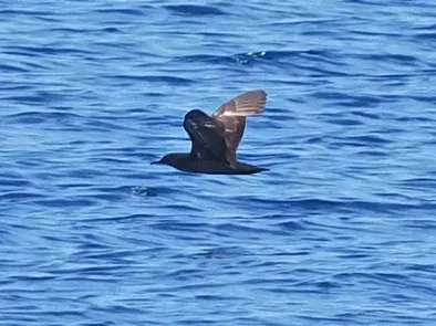 File:Heinroth's shearwater (Puffinus heinrothi) (cropped).jpg