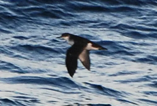 File:Townsends Shearwater (Puffinus auricularis) (cropped).jpg