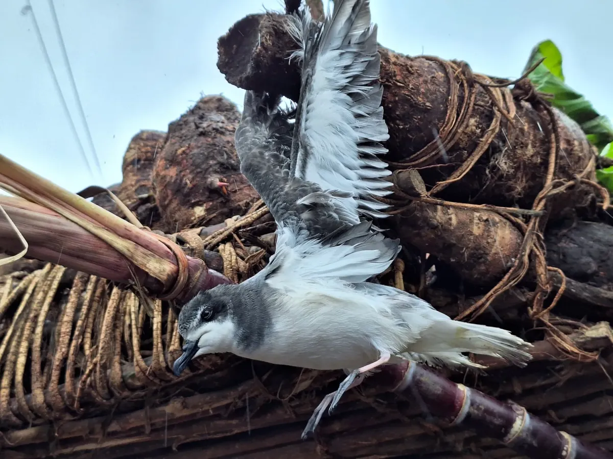File:Collared petrel (Pterodroma brevipes).jpg