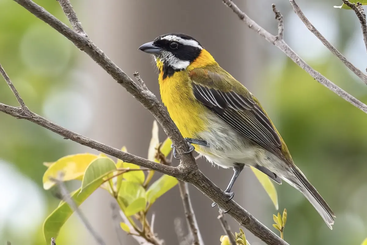 File:Spindalis portoricensis 177249007.jpg