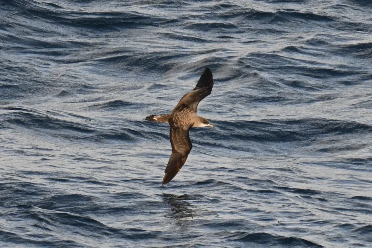 File:Cape Verde shearwater (Calonectris edwardsii).jpg