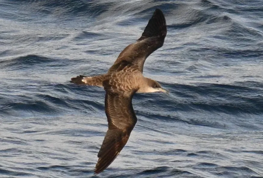 File:Cape Verde shearwater (Calonectris edwardsii) (cropped).jpg