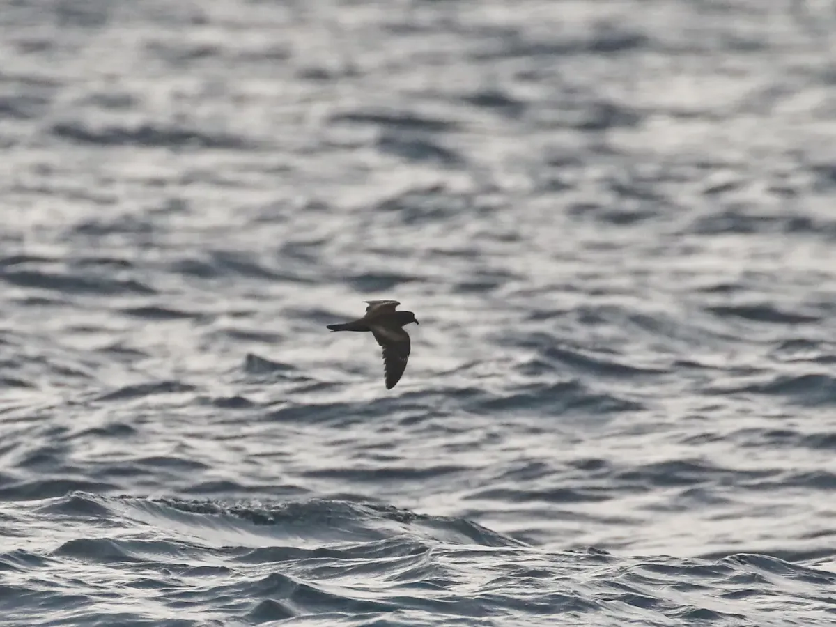 File:Swinhoe's storm petrel (Hydrobates monorhis).jpg