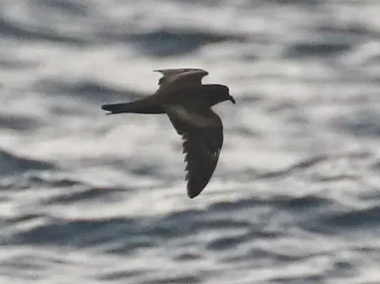 File:Swinhoe's storm petrel (Hydrobates monorhis) (cropped).jpg